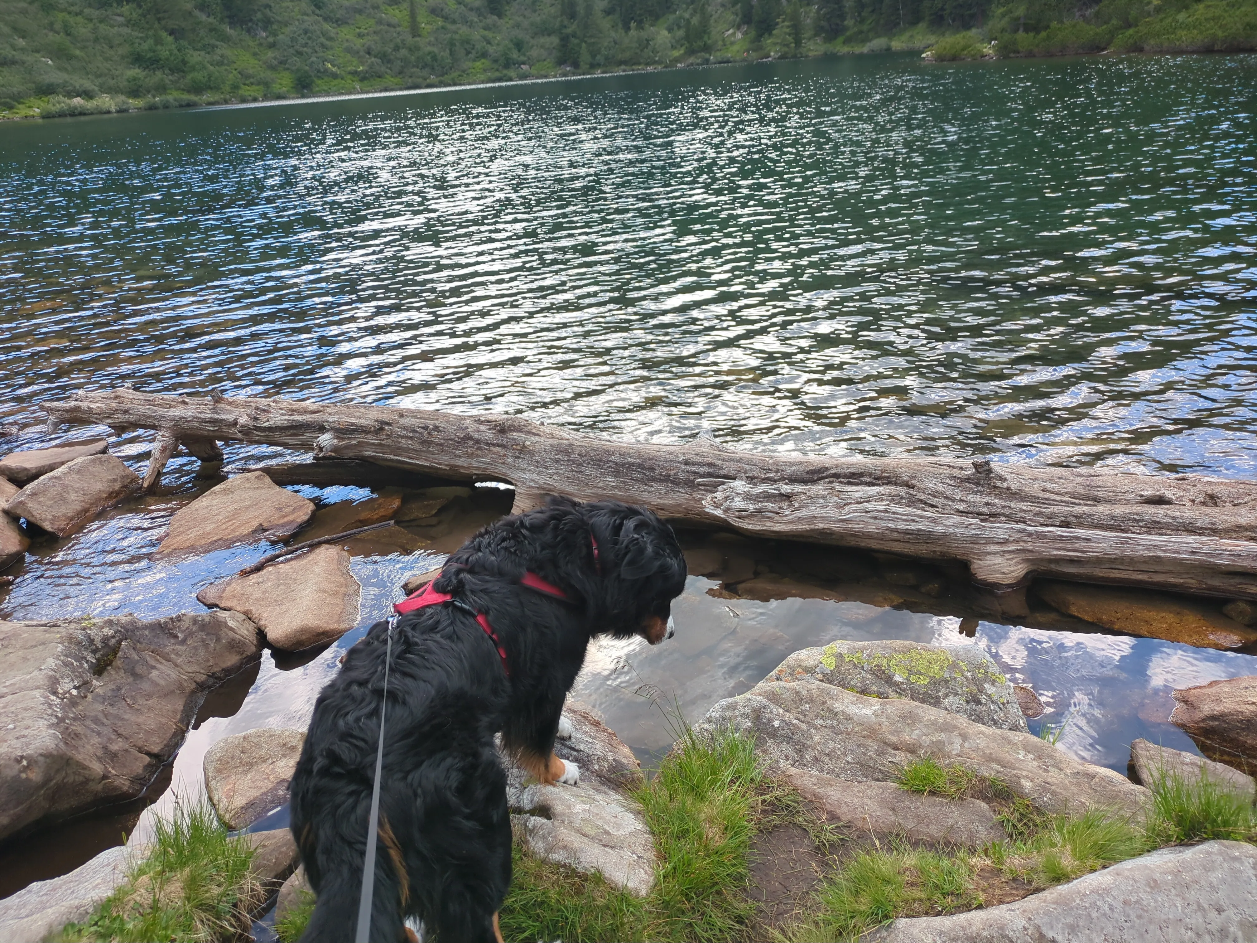 Blick auf einen Bergsee mit sanften Wellen. Am Ufer liegen Felsen, große Steine ​​und Holzstücke. Ein Berner Sennenhund steht am Wasserrand und blickt auf den See, in dem sich die umliegende Landschaft spiegelt.