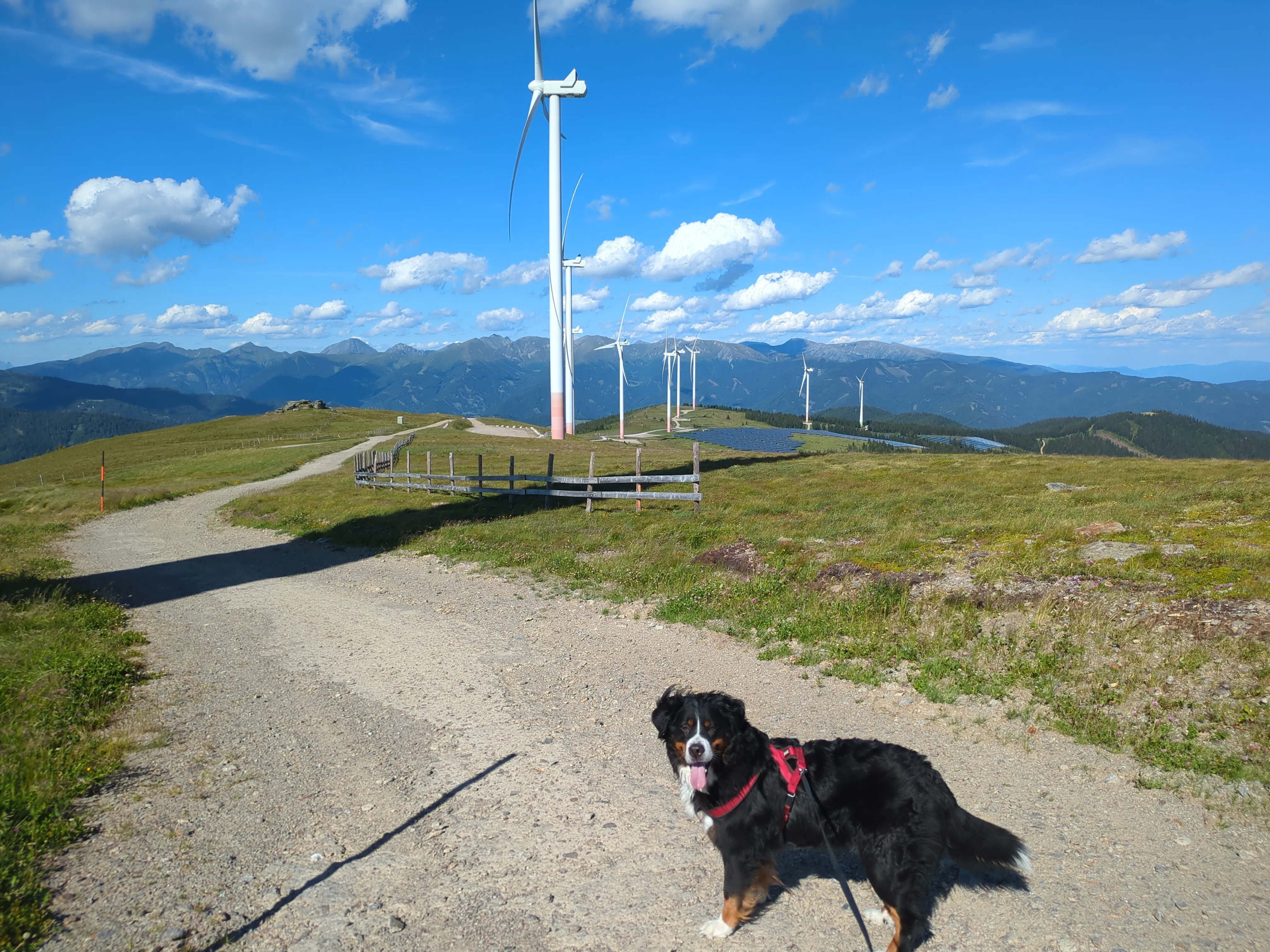 Im Vordergrund ein Berner Sennenhund. Im Hintergrund der Tauern Wind- und Solarpark. Dazwischen der Schatten des neunten Windrades. Blick nach Nordosten.